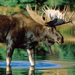 Meet your Posher, Aidan